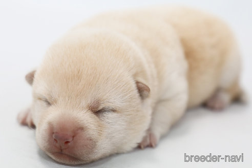 成約済の神奈川県の柴犬-315520の4枚目